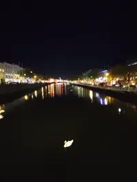 20230505_swan.webp
