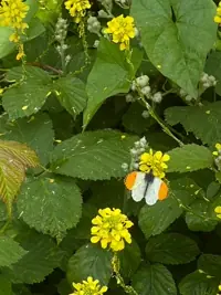 20240713_butterfly.webp