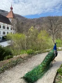 20240713_graz.webp
