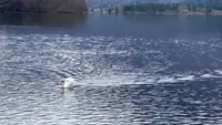 20240713_ripples.webp