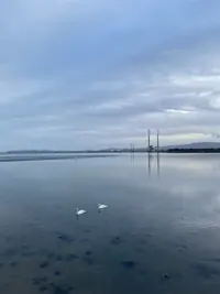 20240713_swans.webp