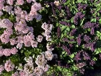 20240824_botanic_gardens.webp