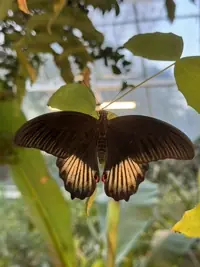 20241201_malahide_butterfly.webp