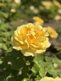 20250713_st_annes_rose_garden.webp