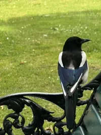 20250716_magpie.webp