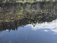 20260425_pond.webp